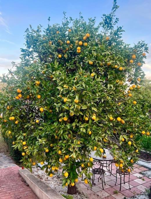Finca Tierra Sana Estepona Eksteriør billede